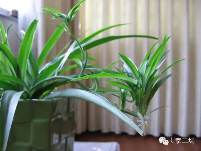 安利三种去除甲醛最有效的植物